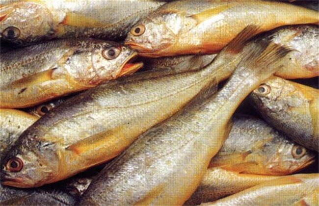 【小黃魚加盟】哪里可以采購黃花魚？多少錢一斤